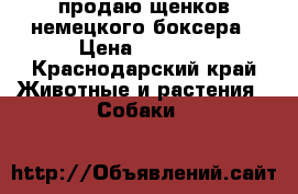 продаю щенков немецкого боксера › Цена ­ 7 000 - Краснодарский край Животные и растения » Собаки   